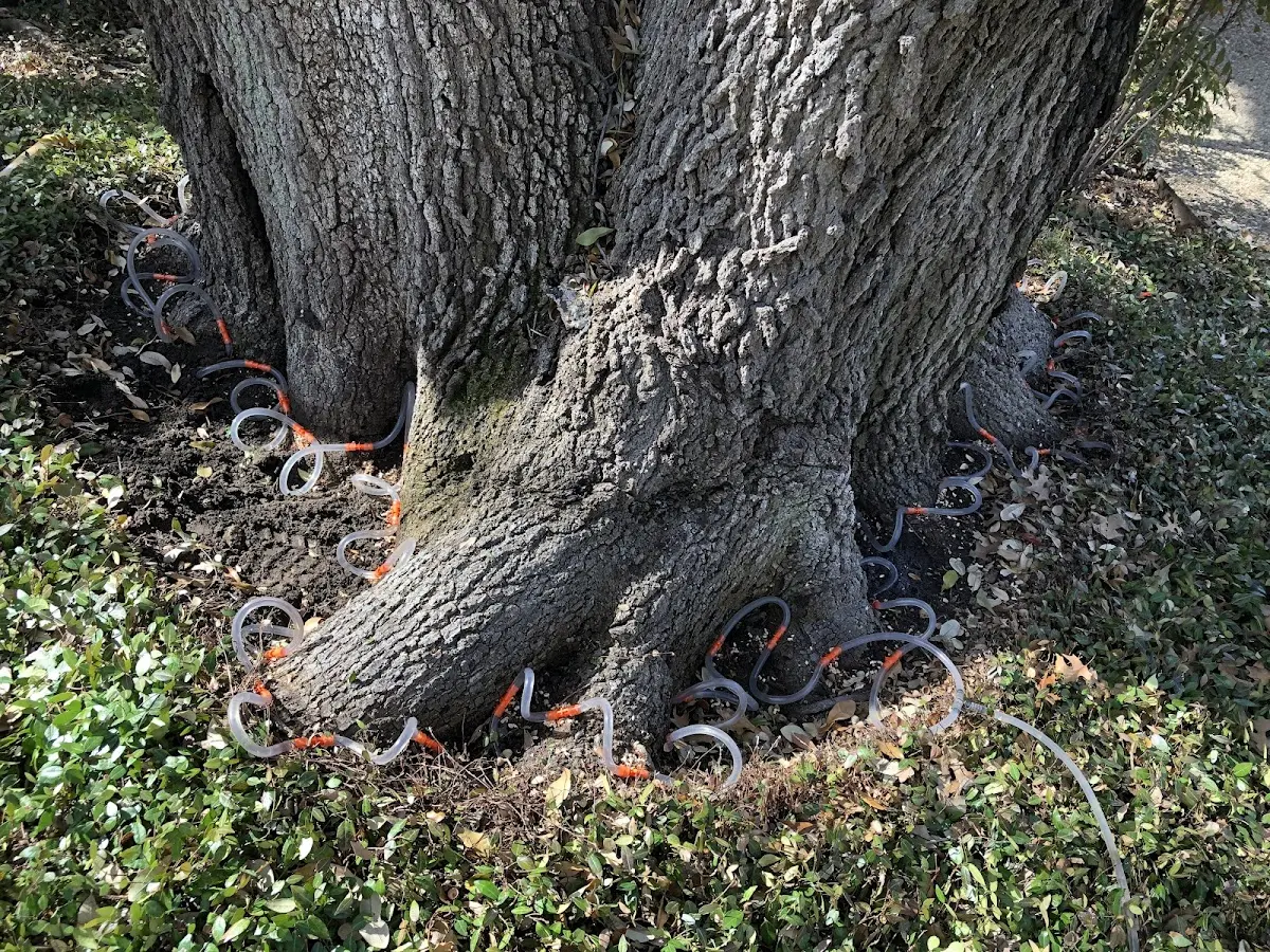Detailed Tree Cabling and Bracing job site in New Springfield