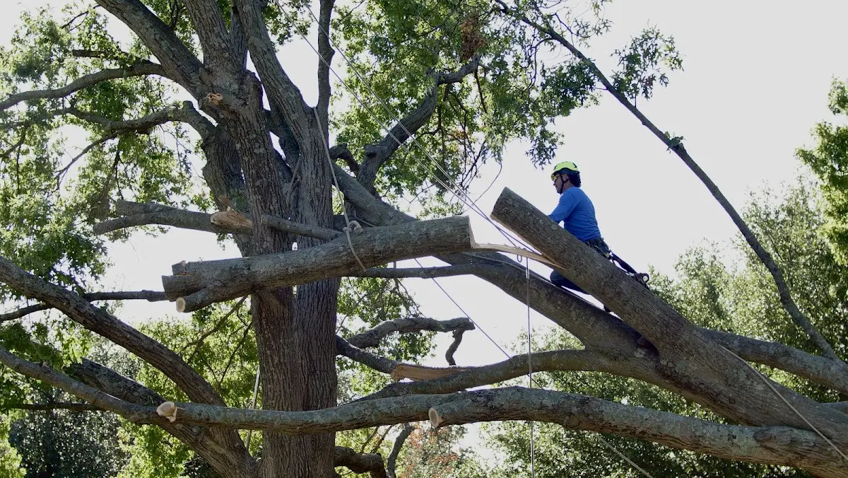 Professional Hazardous Tree Removal performed by certified arborists in New Springfield