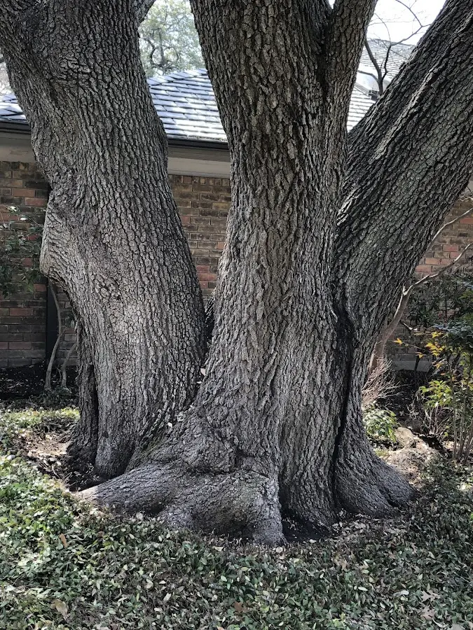 Mature heritage tree close to a New Springfield property cared for by certified arborists